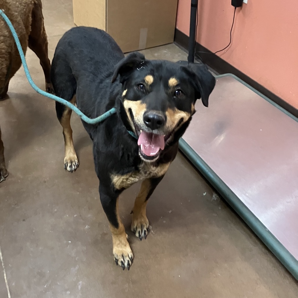 Bella - Loves People & Dogs! Adopt $50!, an adoptable Mixed Breed in Flagstaff, AZ, 86004 | Photo Image 2