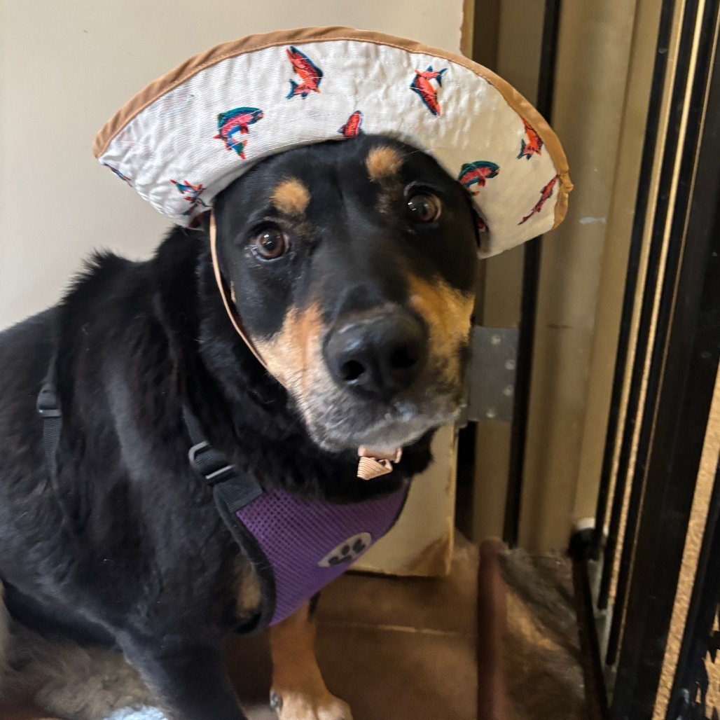 Bella - Loves People & Dogs! Adopt $50!, an adoptable Mixed Breed in Flagstaff, AZ, 86004 | Photo Image 5
