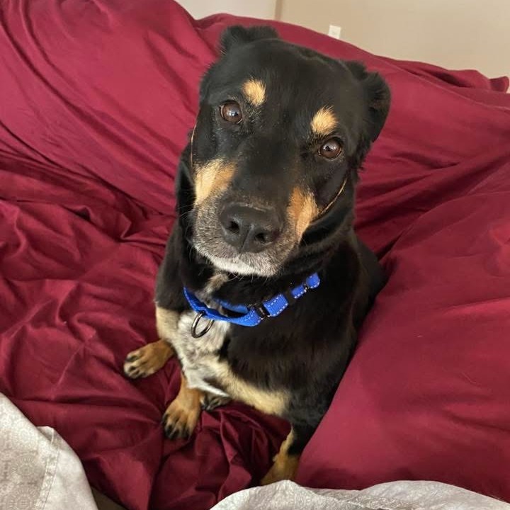 Bella - Loves People & Dogs! Adopt $50!