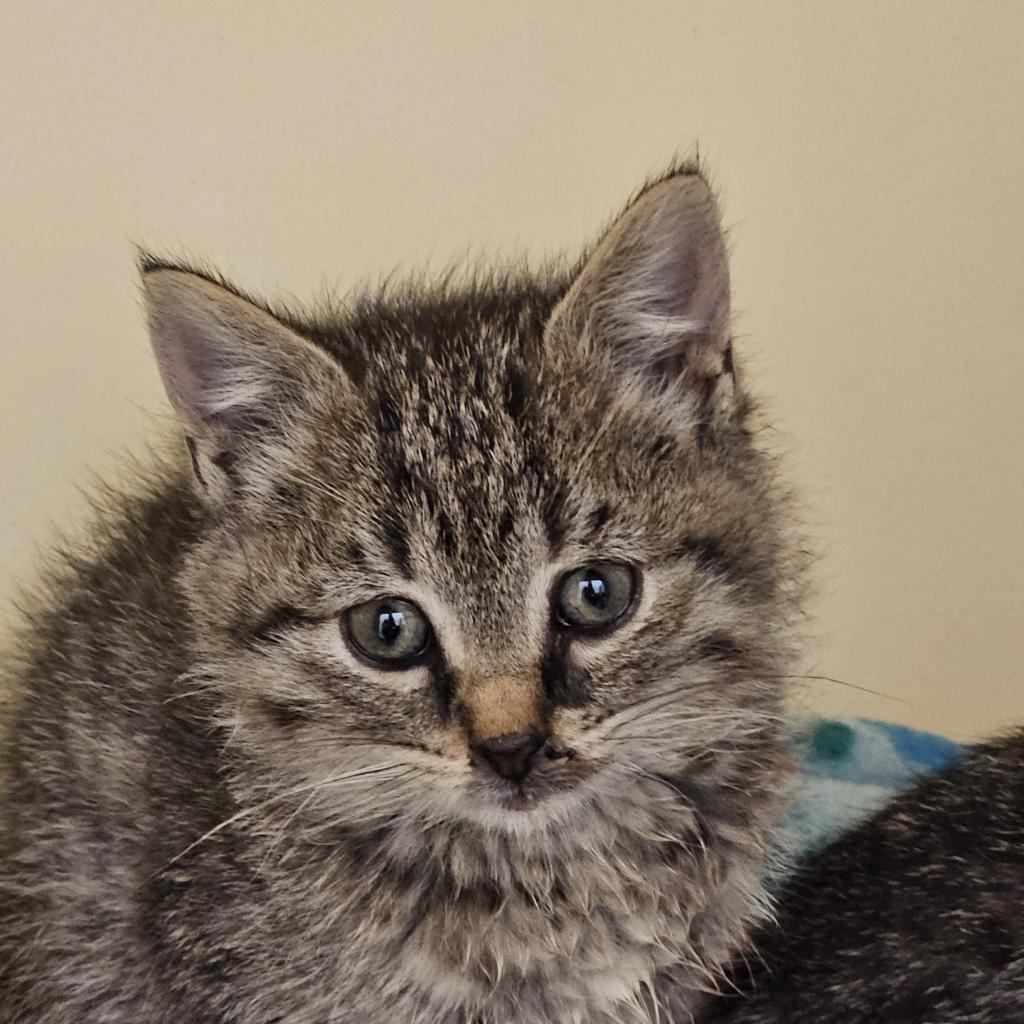 Kitty Chestnut