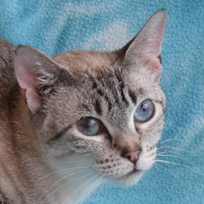 Momo, an adoptable Domestic Short Hair, Siamese in Eureka, CA, 95503 | Photo Image 1