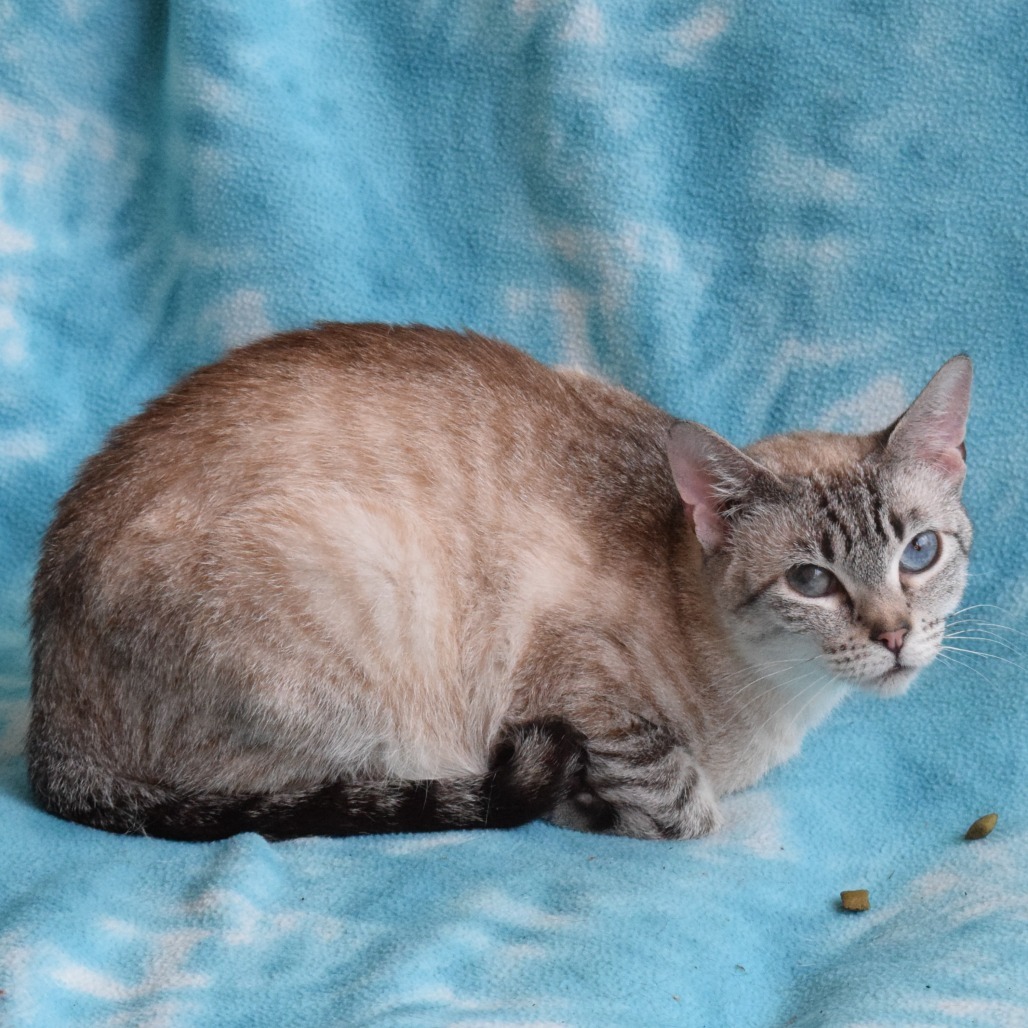 Momo, an adoptable Domestic Short Hair, Siamese in Eureka, CA, 95503 | Photo Image 2