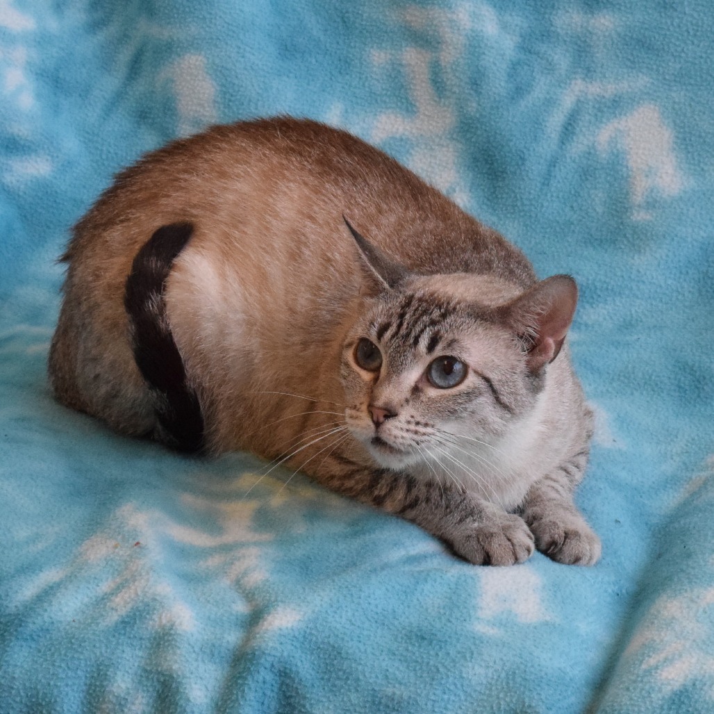 Momo, an adoptable Domestic Short Hair, Siamese in Eureka, CA, 95503 | Photo Image 3