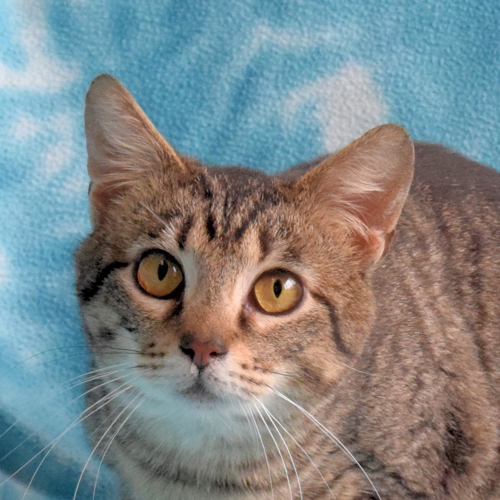 Murphy, an adoptable Domestic Short Hair in Eureka, CA, 95503 | Photo Image 1
