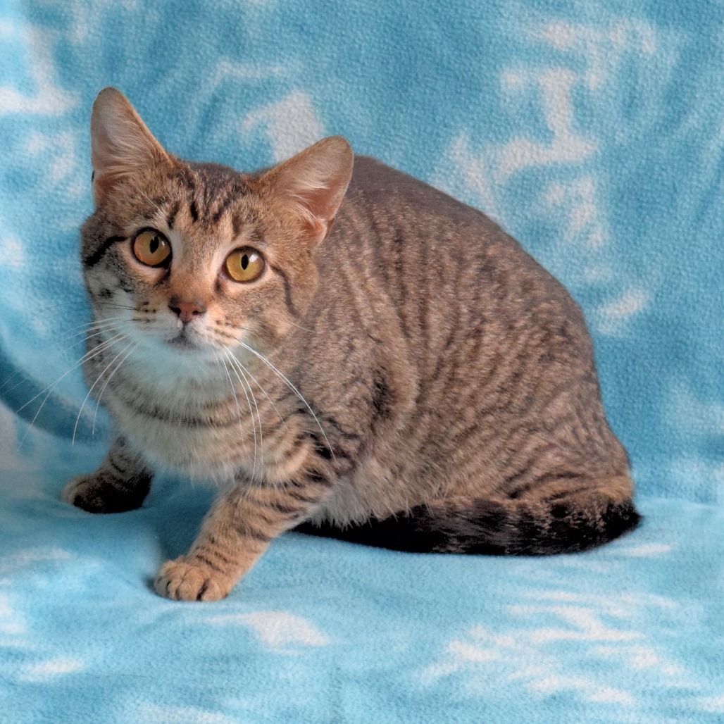 Murphy, an adoptable Domestic Short Hair in Eureka, CA, 95503 | Photo Image 2