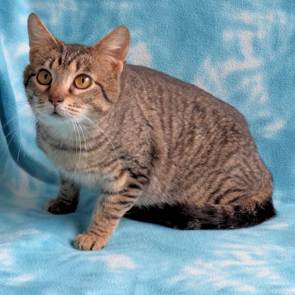 Murphy, an adoptable Domestic Short Hair in Eureka, CA, 95503 | Photo Image 3