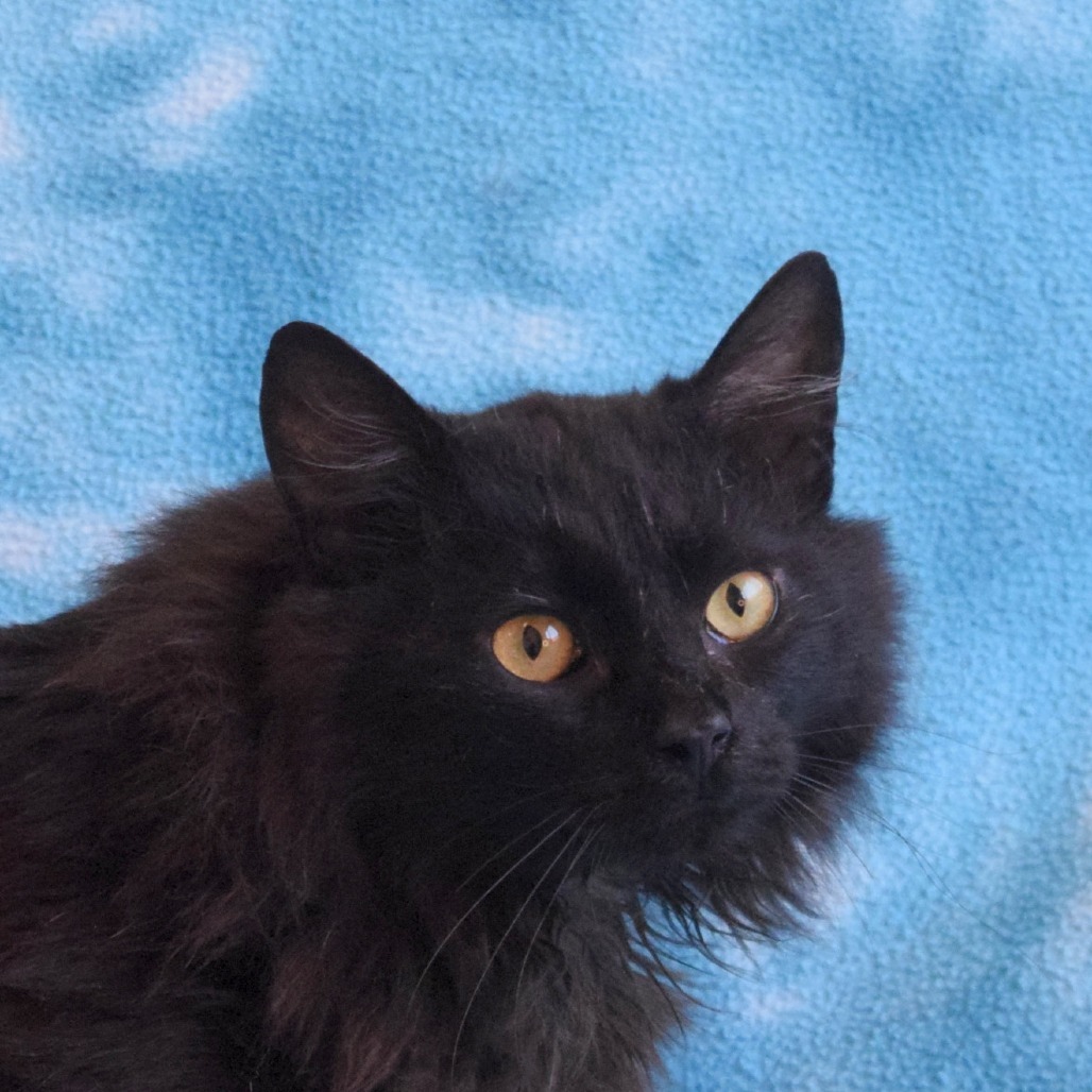 Wyatt, an adoptable Domestic Long Hair in Eureka, CA, 95503 | Photo Image 1