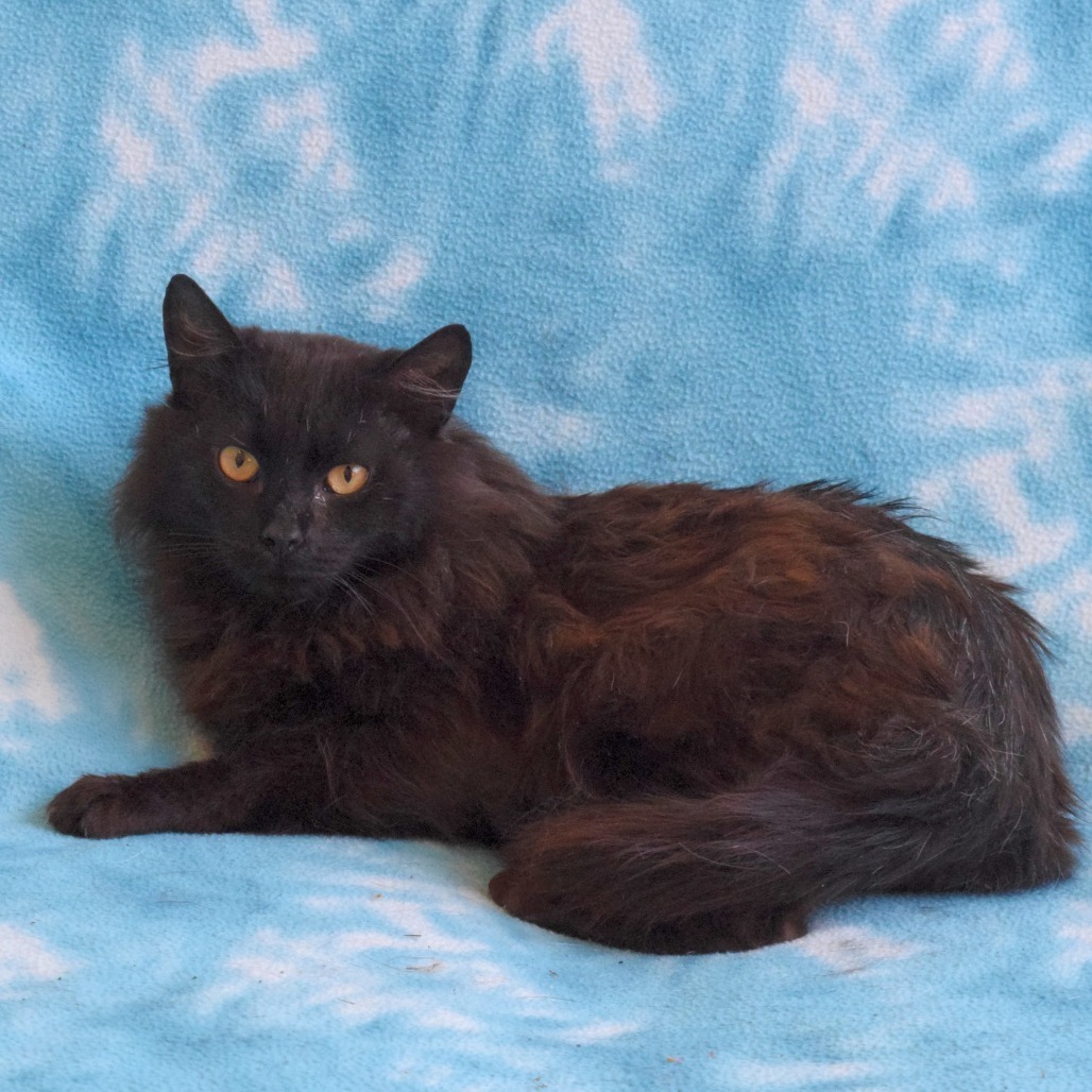Wyatt, an adoptable Domestic Long Hair in Eureka, CA, 95503 | Photo Image 2