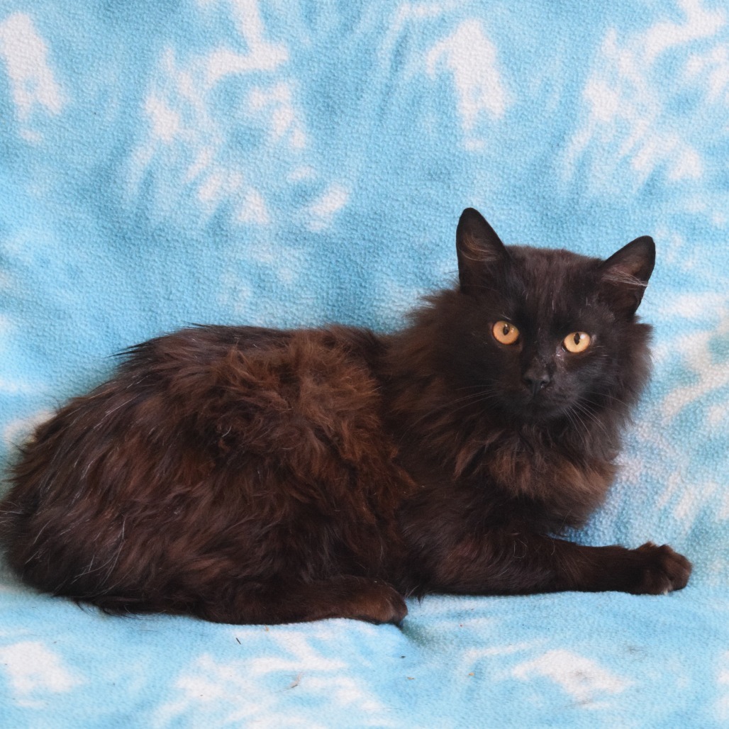 Wyatt, an adoptable Domestic Long Hair in Eureka, CA, 95503 | Photo Image 3