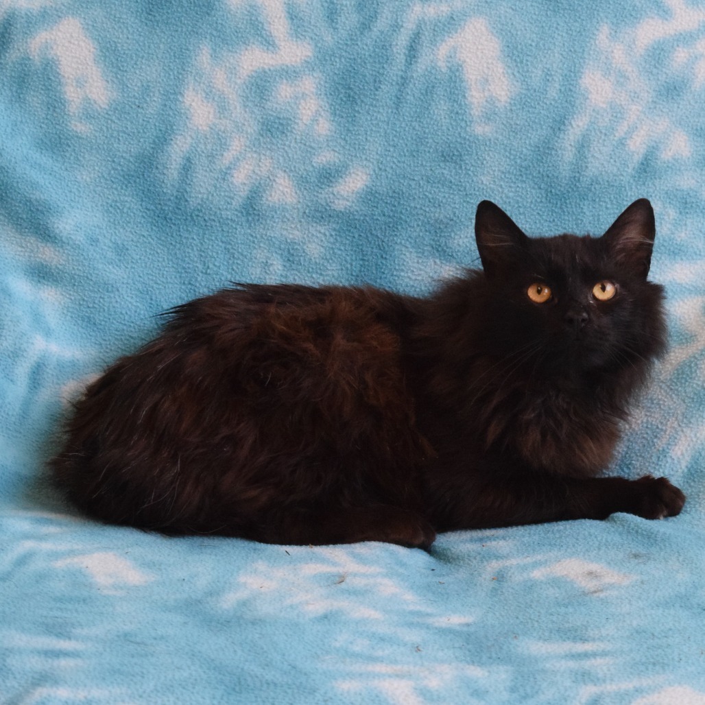 Wyatt, an adoptable Domestic Long Hair in Eureka, CA, 95503 | Photo Image 4