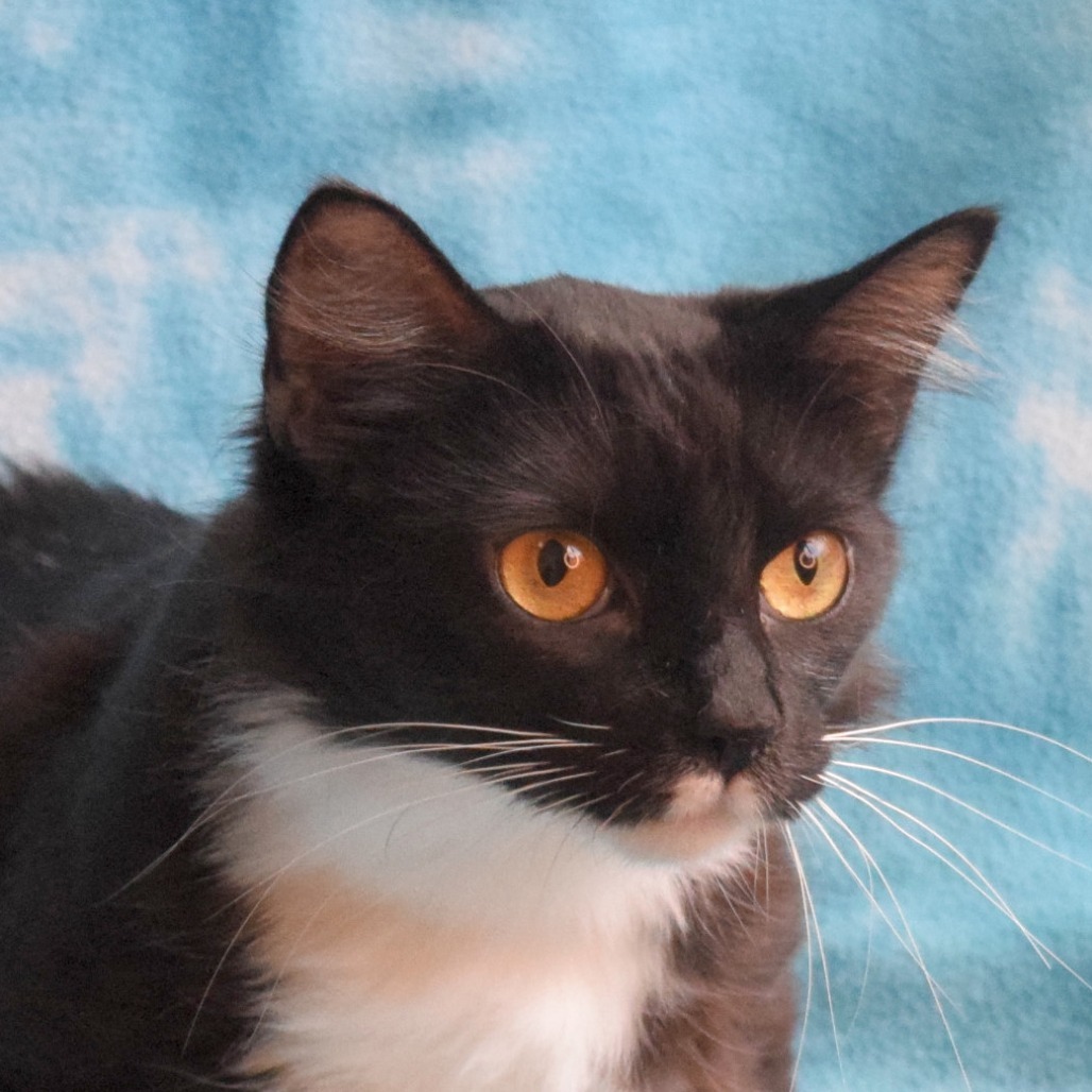 Eclipse, an adoptable Domestic Medium Hair in Eureka, CA, 95503 | Photo Image 1