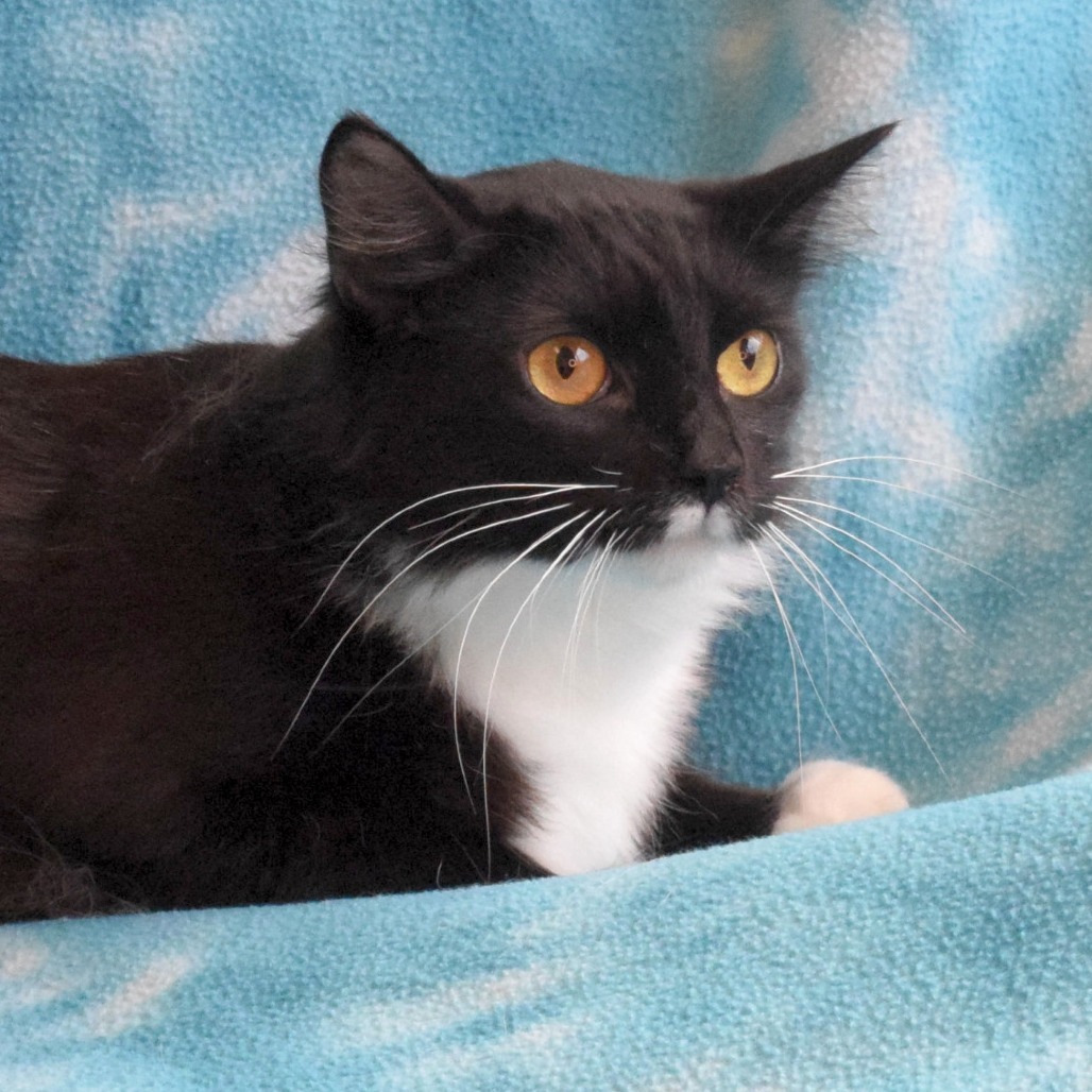 Eclipse, an adoptable Domestic Medium Hair in Eureka, CA, 95503 | Photo Image 2
