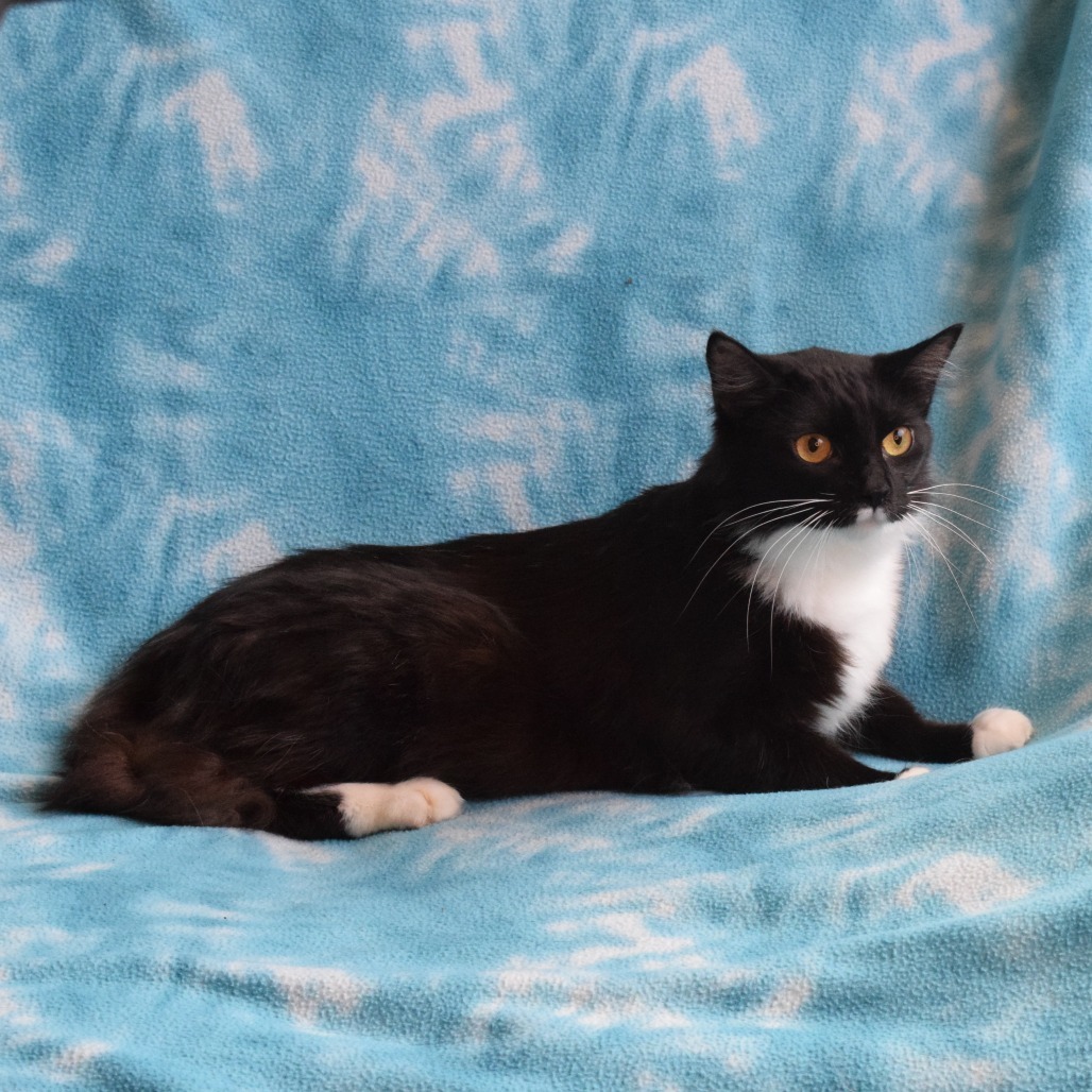 Eclipse, an adoptable Domestic Medium Hair in Eureka, CA, 95503 | Photo Image 3