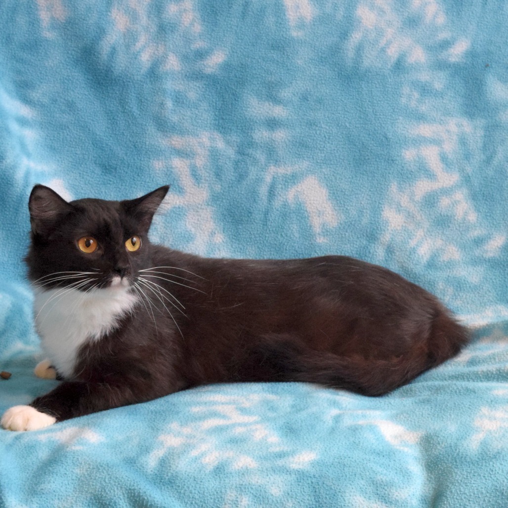 Eclipse, an adoptable Domestic Medium Hair in Eureka, CA, 95503 | Photo Image 4