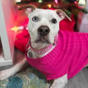 Skyler, Adult Female Pit Bull Terrier