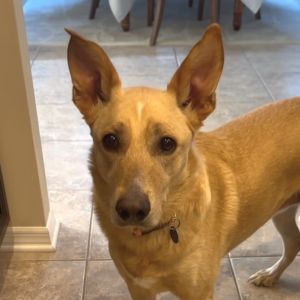 Molly Bae, Adult Female Shepherd