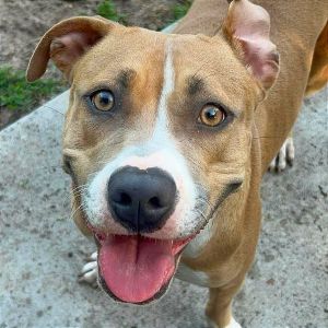 Mama Eve, Adult Female American Staffordshire Terrier