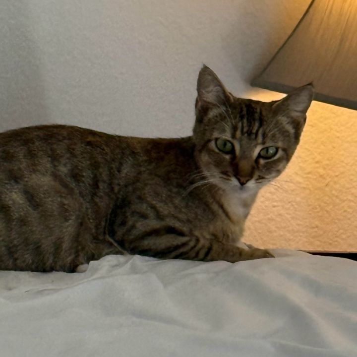 Phoebe 1