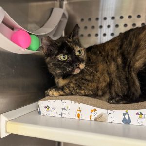 Patricia Domestic Short Hair Cat