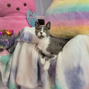 Meet Jack Frost - the Coolest Kitten in Town Jack Frost isnt just a name-its a lifestyle At 5 mo