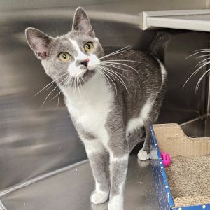 Meet Jack Frost - the Coolest Kitten in Town Jack Frost isnt just a name-its a lifestyle At 5 mo