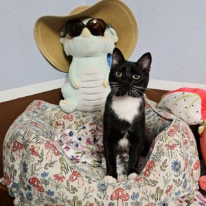 Introducing Mr Claws - The Purring Chatting Feather-Hunting Gentleman At just 5 months old Mr 