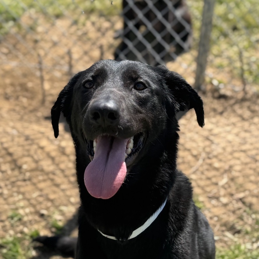 Hazel