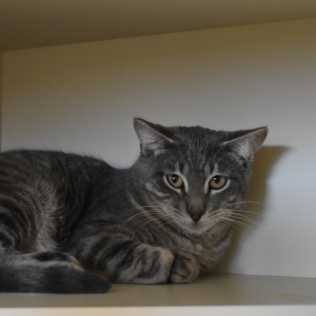 Leo, an adoptable Domestic Short Hair in Cody, WY, 82414 | Photo Image 1