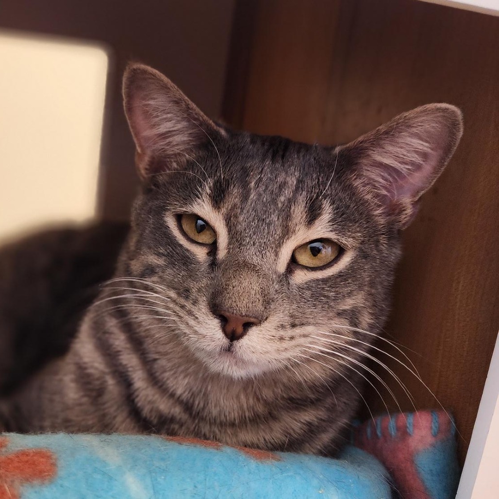 Leo, an adoptable Domestic Short Hair in Cody, WY, 82414 | Photo Image 1