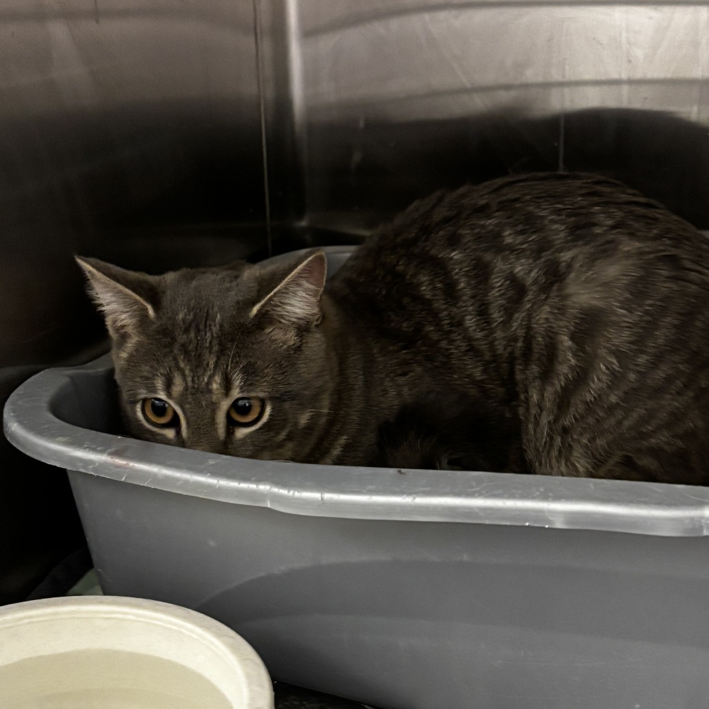 Leo, an adoptable Domestic Short Hair in Cody, WY, 82414 | Photo Image 2