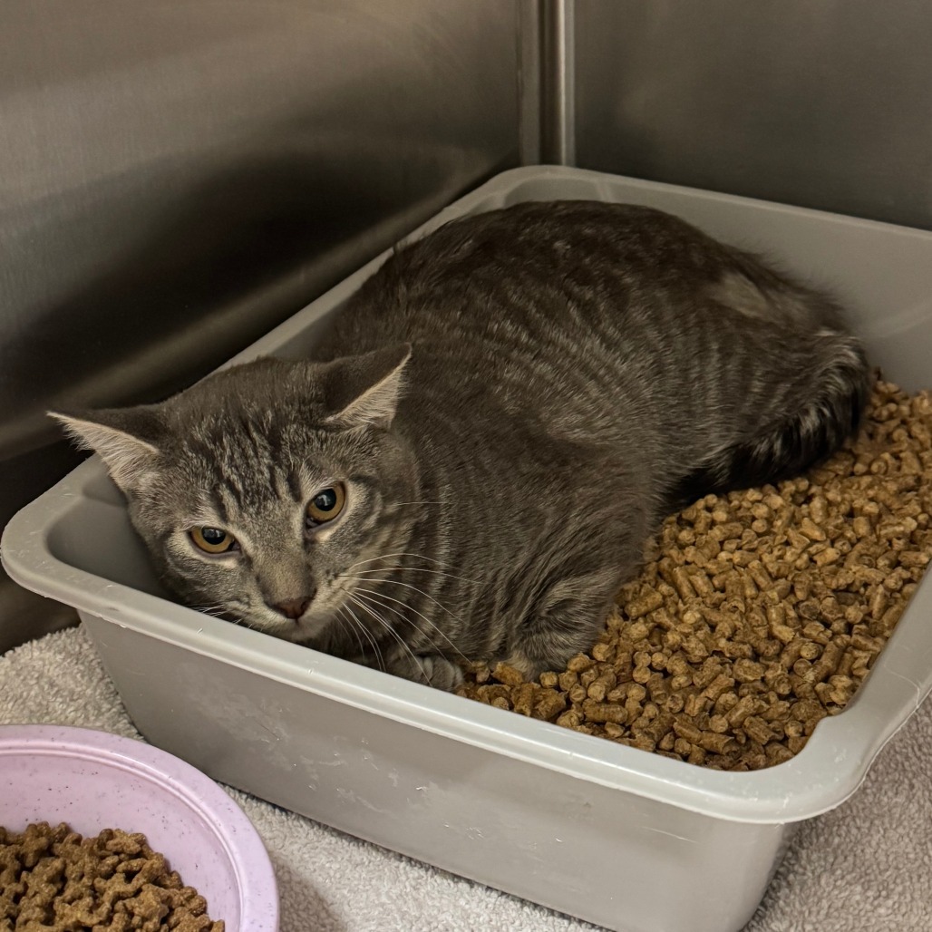 Dean, an adoptable Domestic Short Hair in Cody, WY, 82414 | Photo Image 1