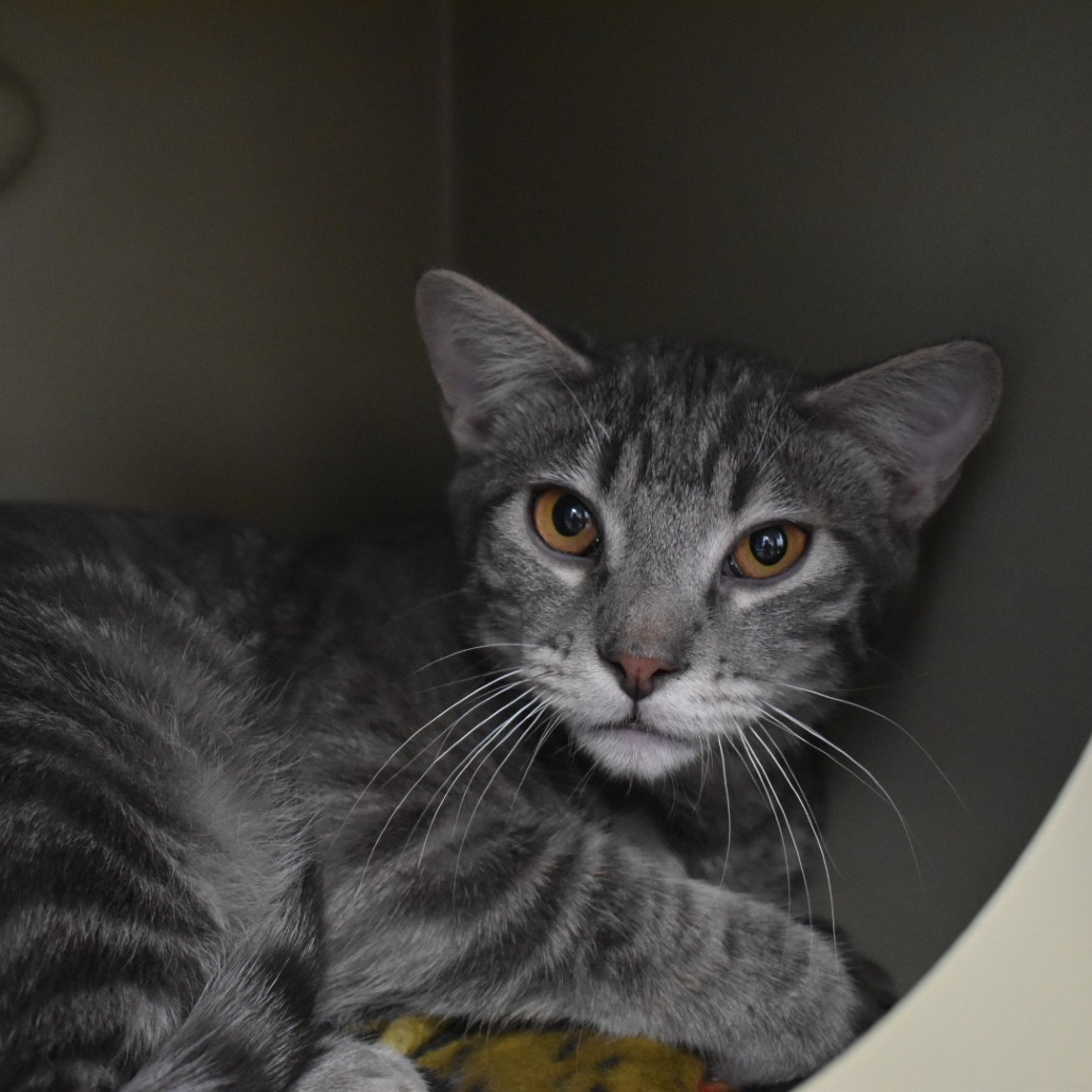 Dean, an adoptable Domestic Short Hair in Cody, WY, 82414 | Photo Image 1