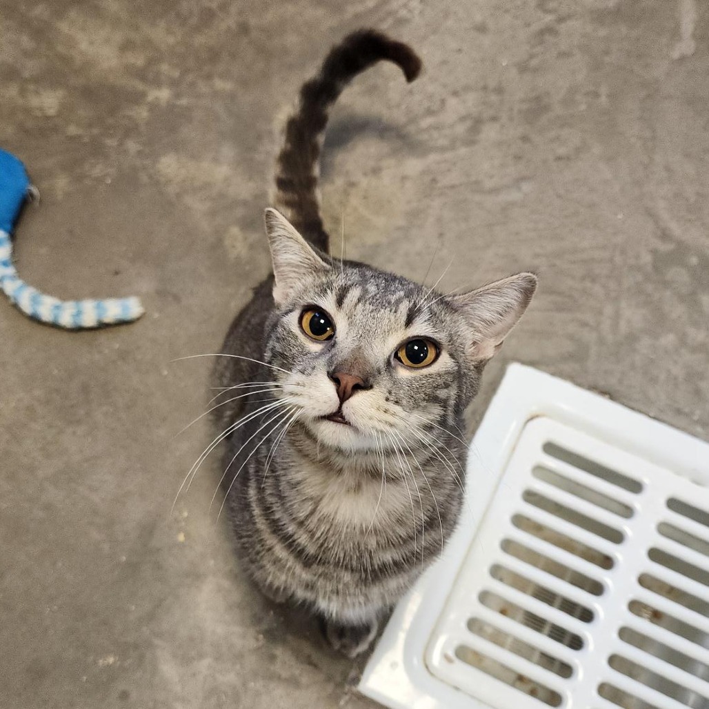 Dean, an adoptable Domestic Short Hair in Cody, WY, 82414 | Photo Image 1