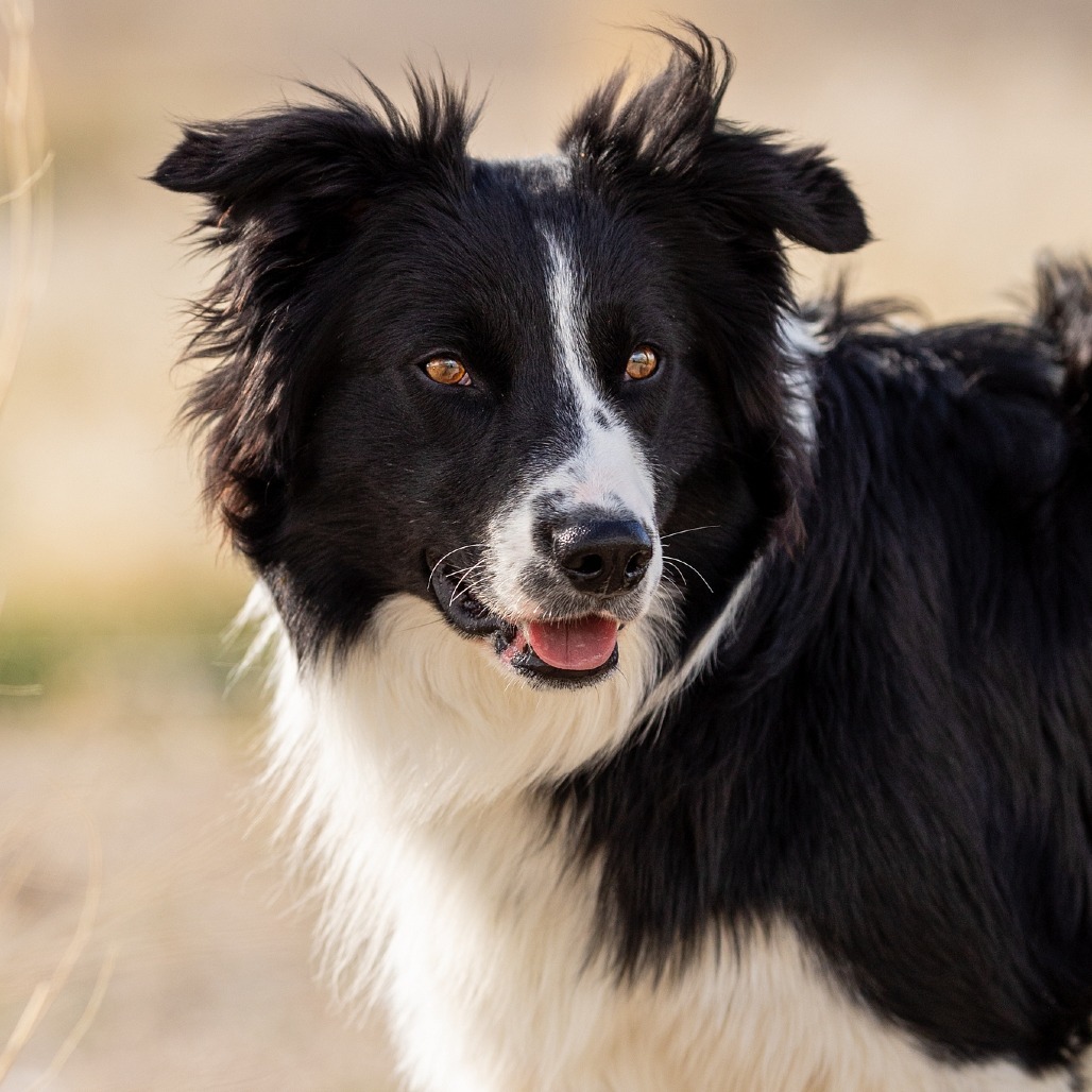 Max*, an adoptable Border Collie in Cody, WY, 82414 | Photo Image 1
