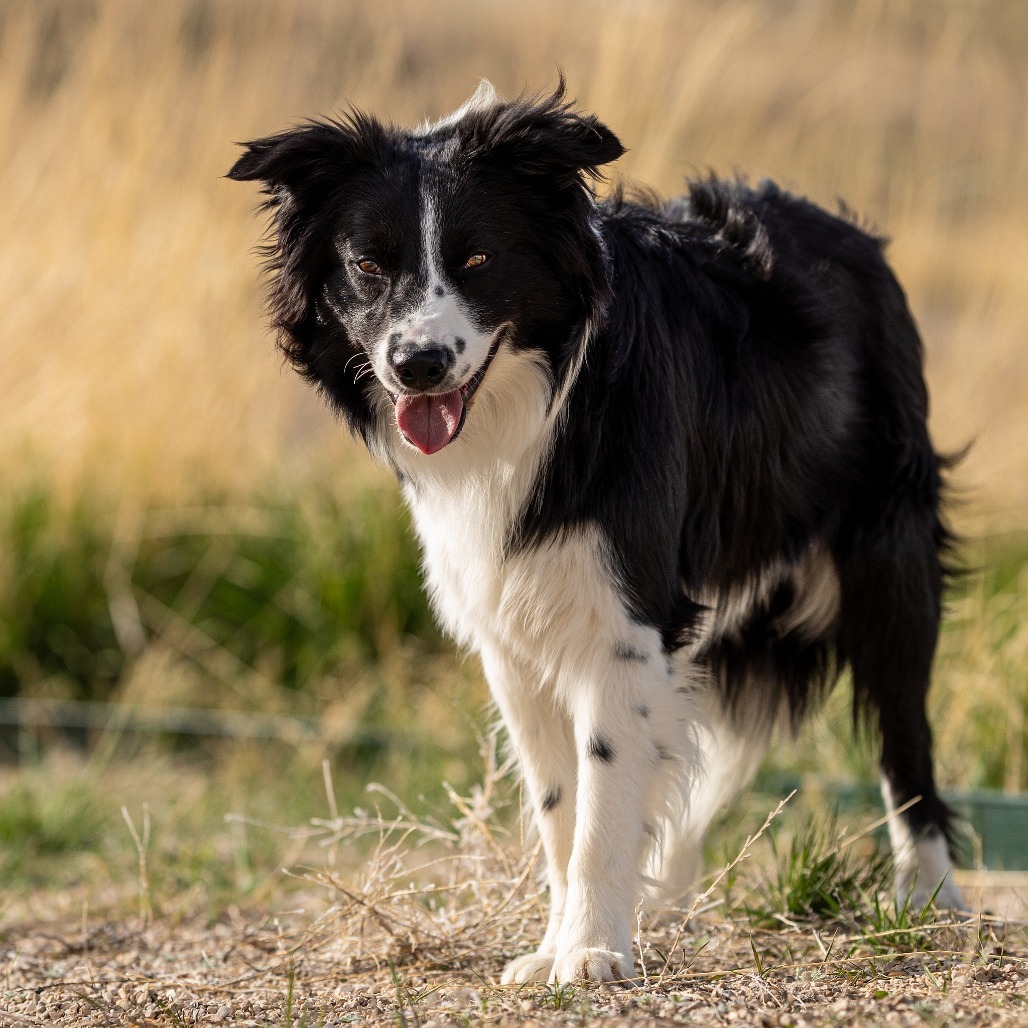 Max*, an adoptable Border Collie in Cody, WY, 82414 | Photo Image 2