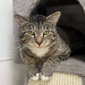 Lamb, Adult Male Domestic Short Hair