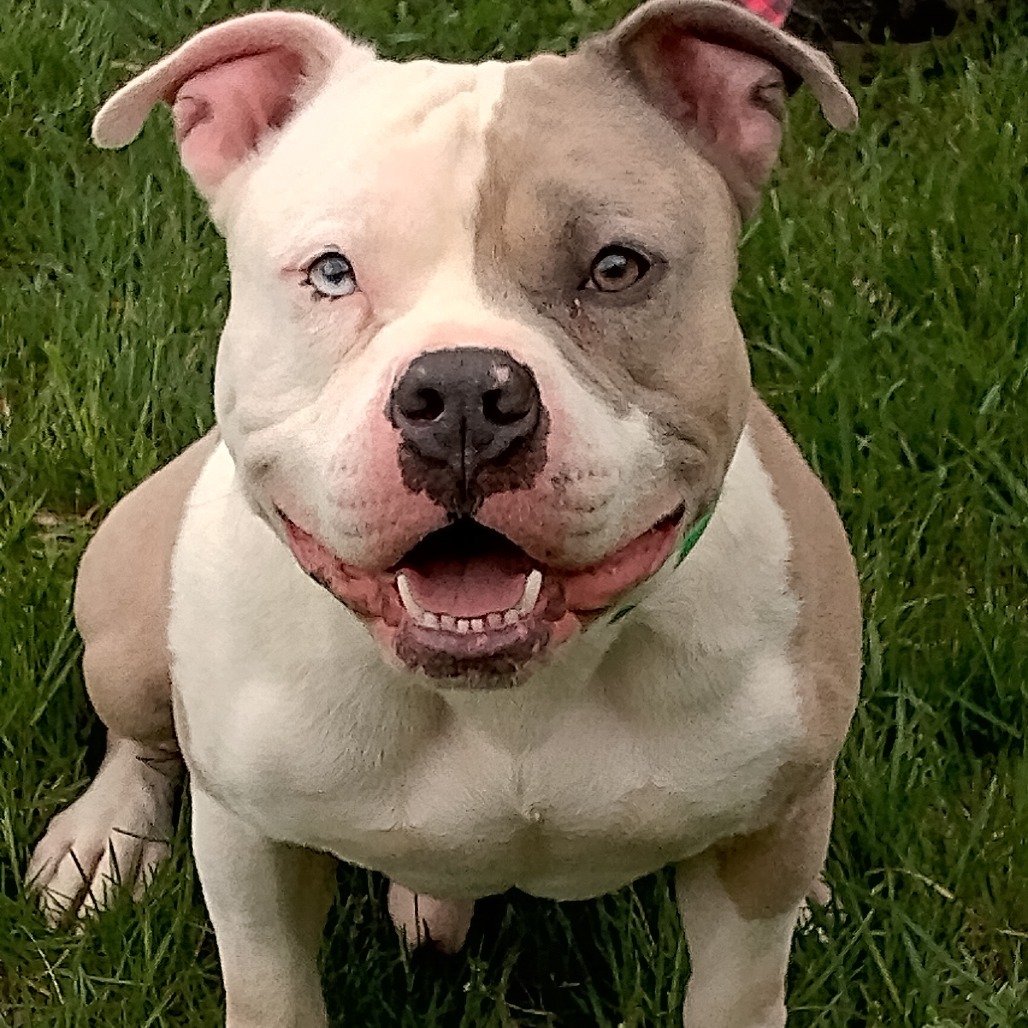 Hercules (Pawnyo)