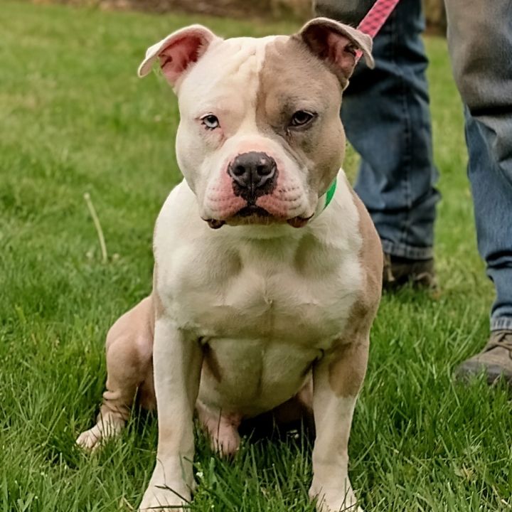 Hercules (Pawnyo) 3