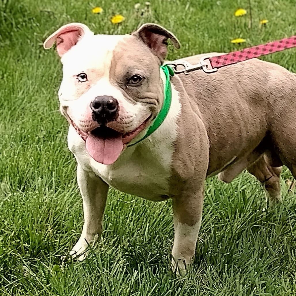 Hercules (Pawnyo)