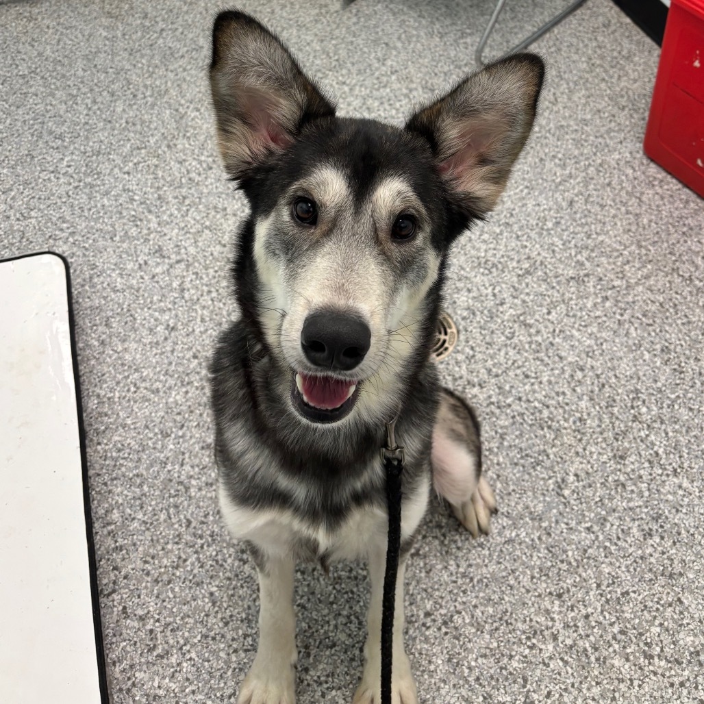 Cinder, an adoptable Mixed Breed in Saskatoon, SK, S7K 3S9 | Photo Image 1