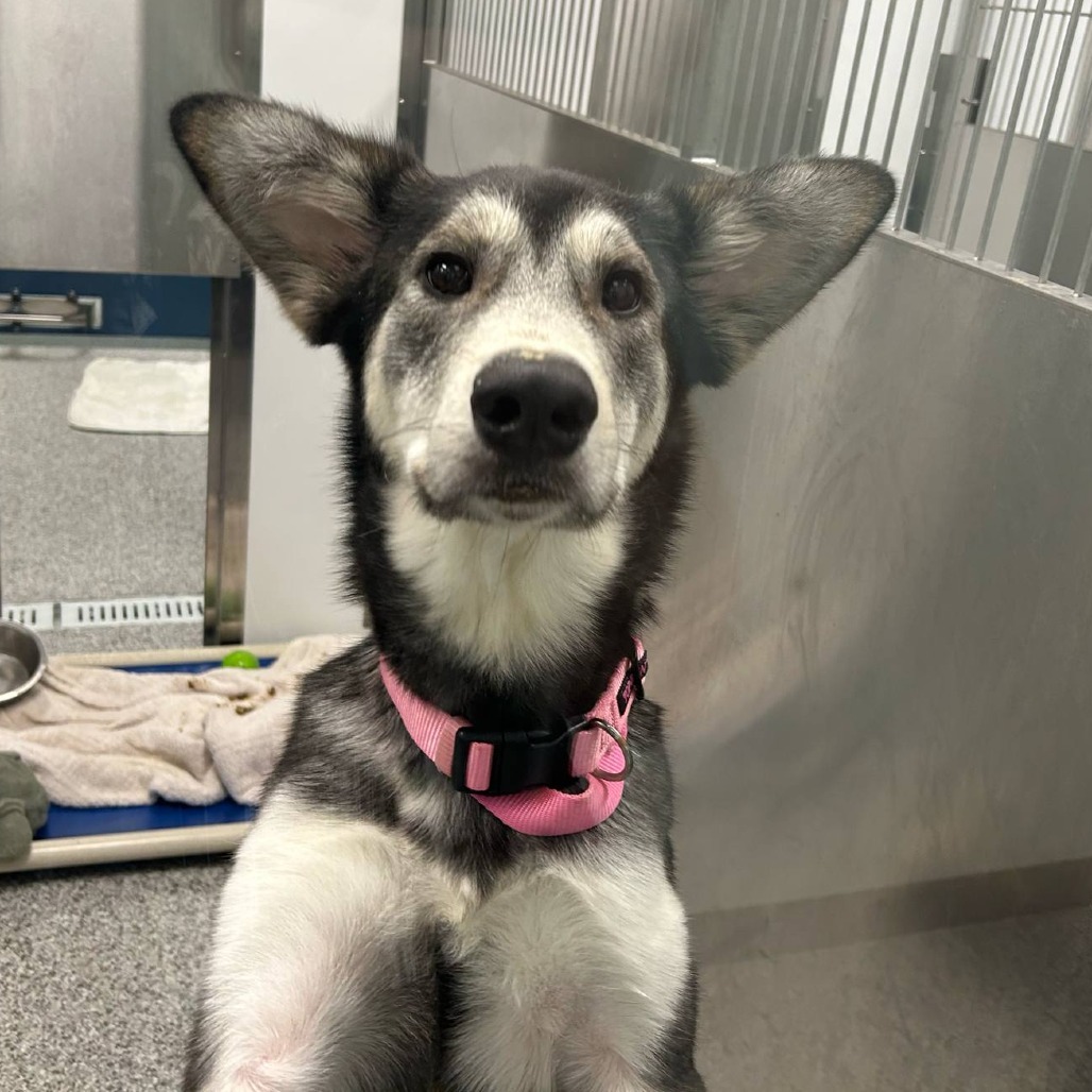 Cinder, an adoptable Mixed Breed in Saskatoon, SK, S7K 3S9 | Photo Image 2