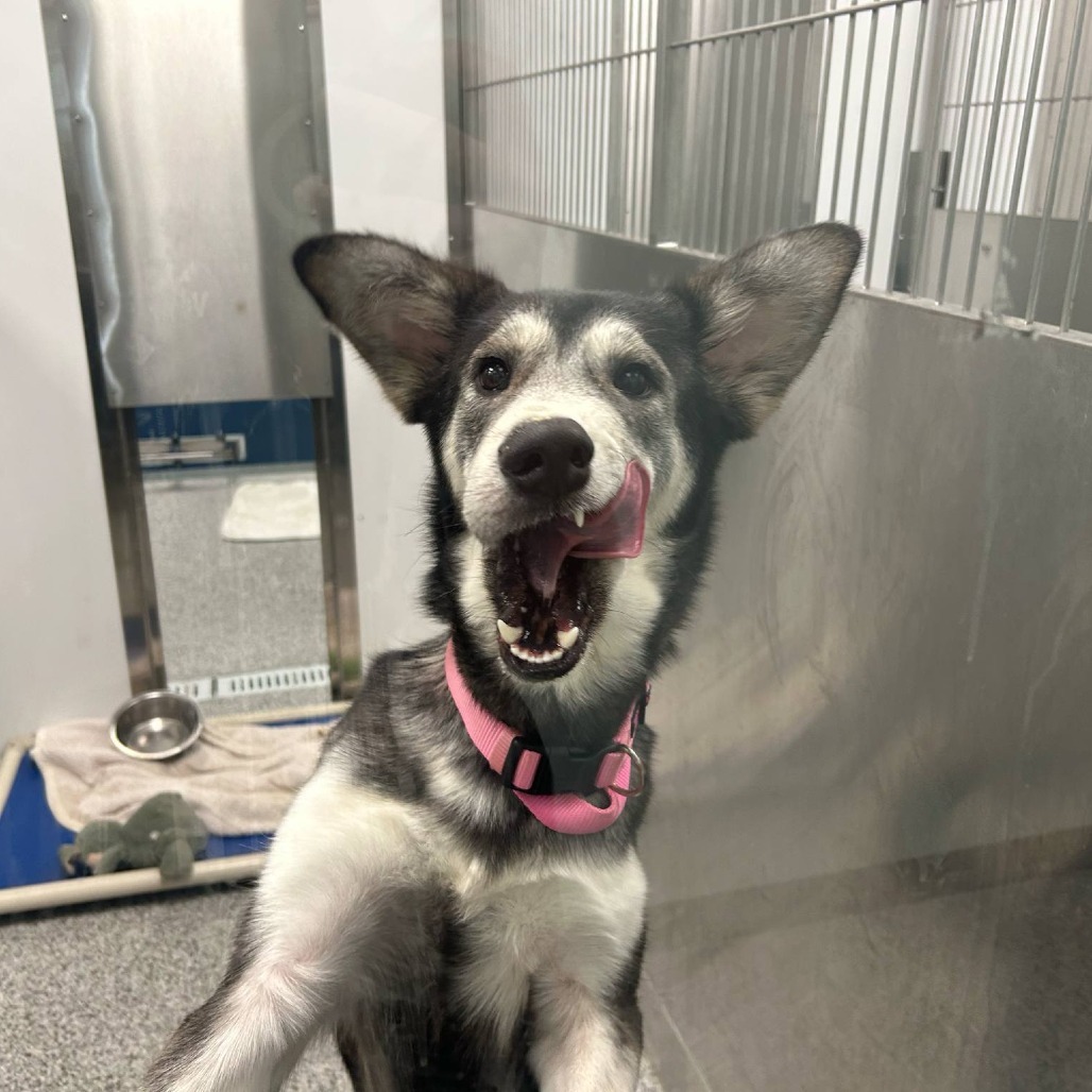 Cinder, an adoptable Mixed Breed in Saskatoon, SK, S7K 3S9 | Photo Image 3