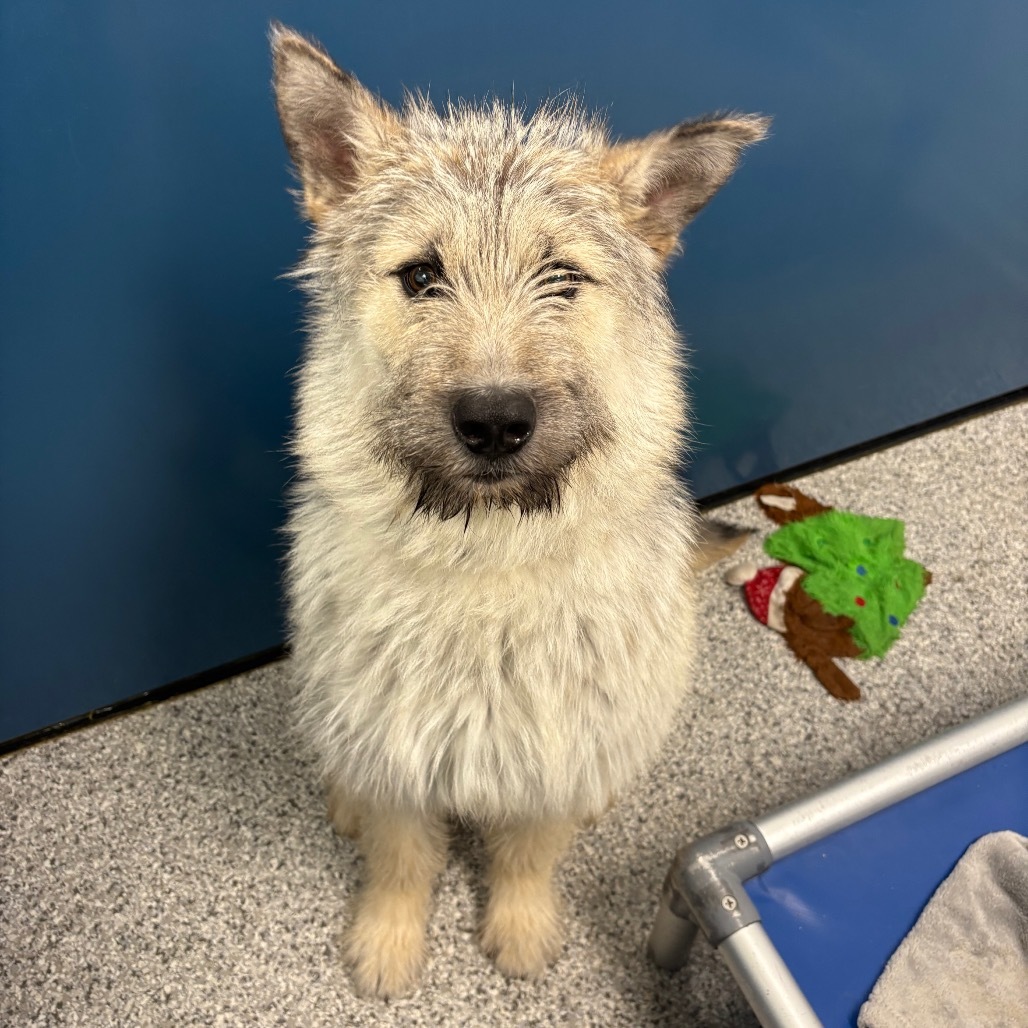 Teddie, an adoptable Mixed Breed in Saskatoon, SK, S7K 3S9 | Photo Image 1