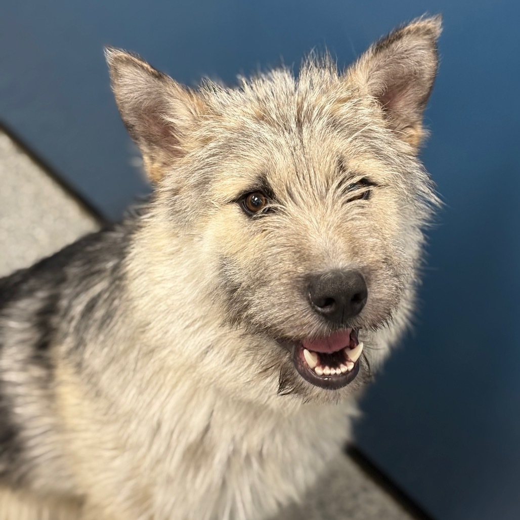 Teddie, an adoptable Mixed Breed in Saskatoon, SK, S7K 3S9 | Photo Image 2