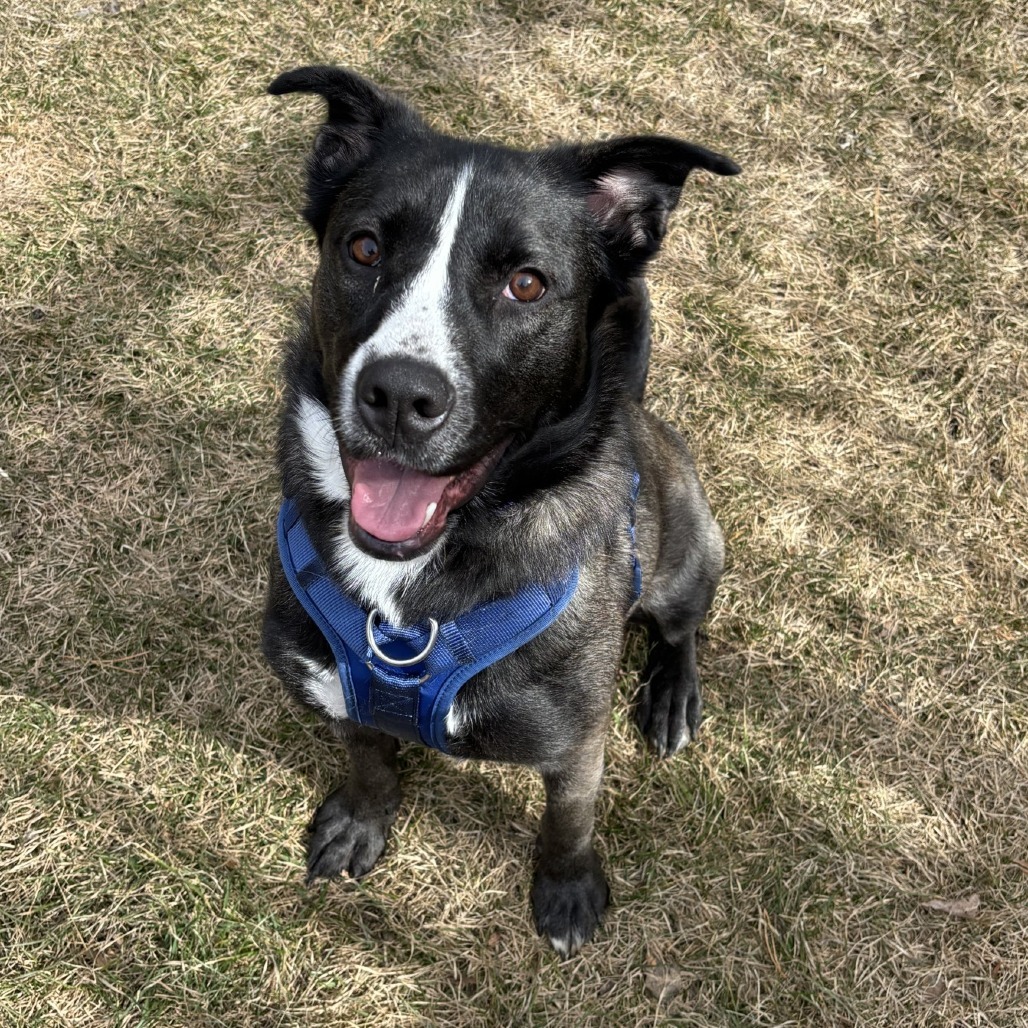 Jessie, an adoptable Mixed Breed in Saskatoon, SK, S7K 3S9 | Photo Image 1
