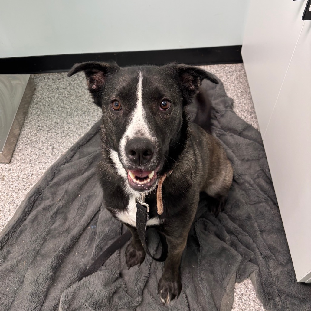 Jessie, an adoptable Mixed Breed in Saskatoon, SK, S7K 3S9 | Photo Image 2