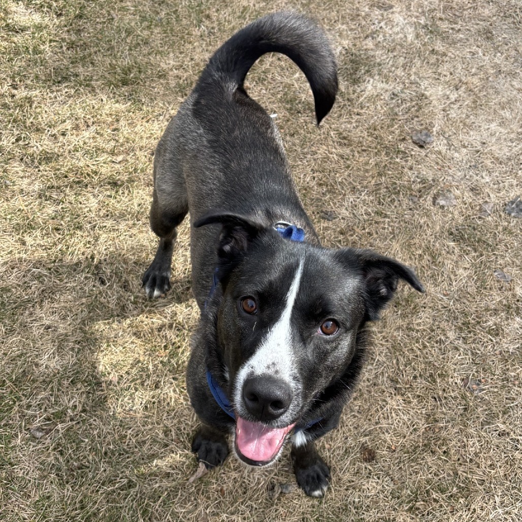Jessie, an adoptable Mixed Breed in Saskatoon, SK, S7K 3S9 | Photo Image 3