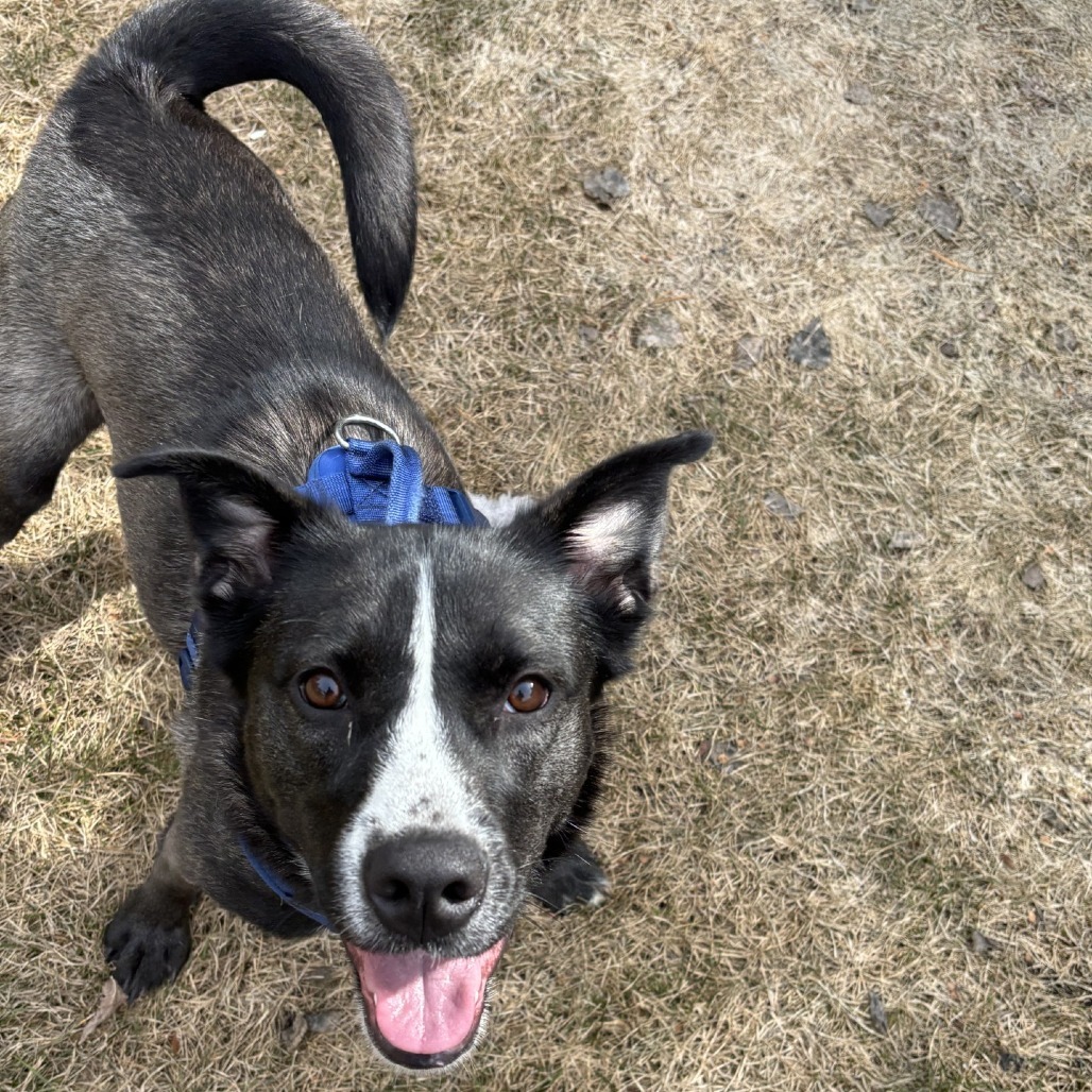 Jessie, an adoptable Mixed Breed in Saskatoon, SK, S7K 3S9 | Photo Image 4