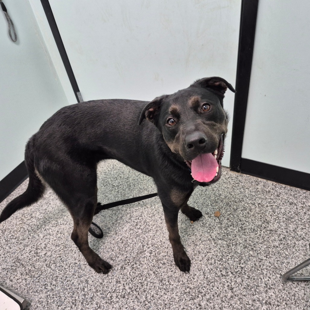 Lucy, an adoptable Husky, Black Labrador Retriever in Saskatoon, SK, S7K 3S9 | Photo Image 1