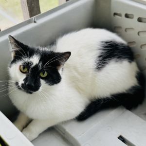 Inky, Adult Male unknown